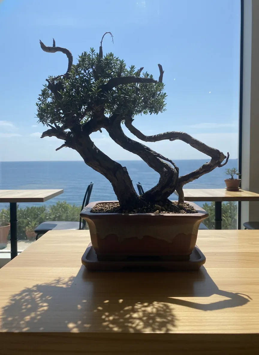 琉球盆栽 - カフェのテーブルに映える南国スタイルの盆栽