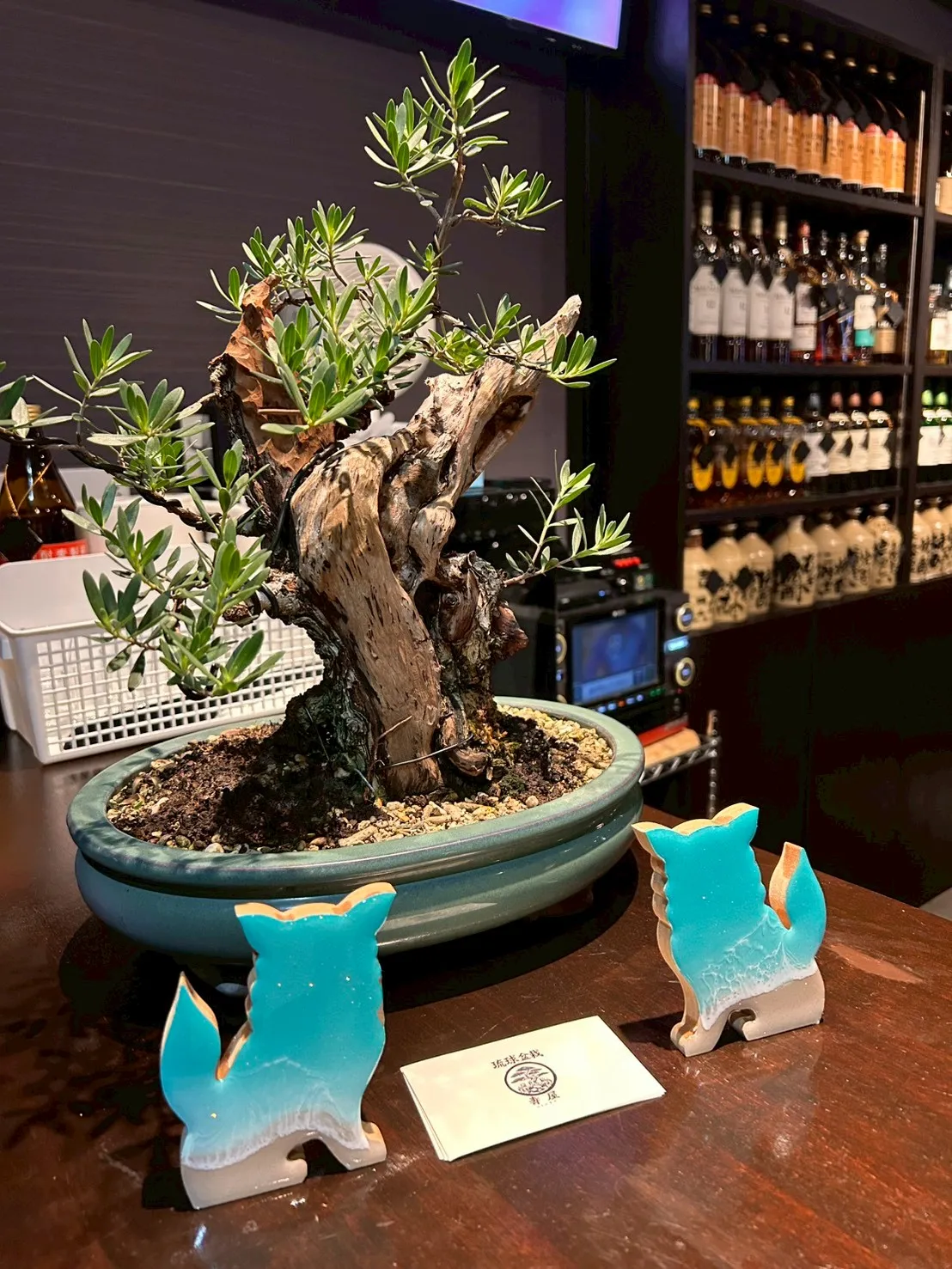 Waveのカウンターに設置されたハマシタン盆栽