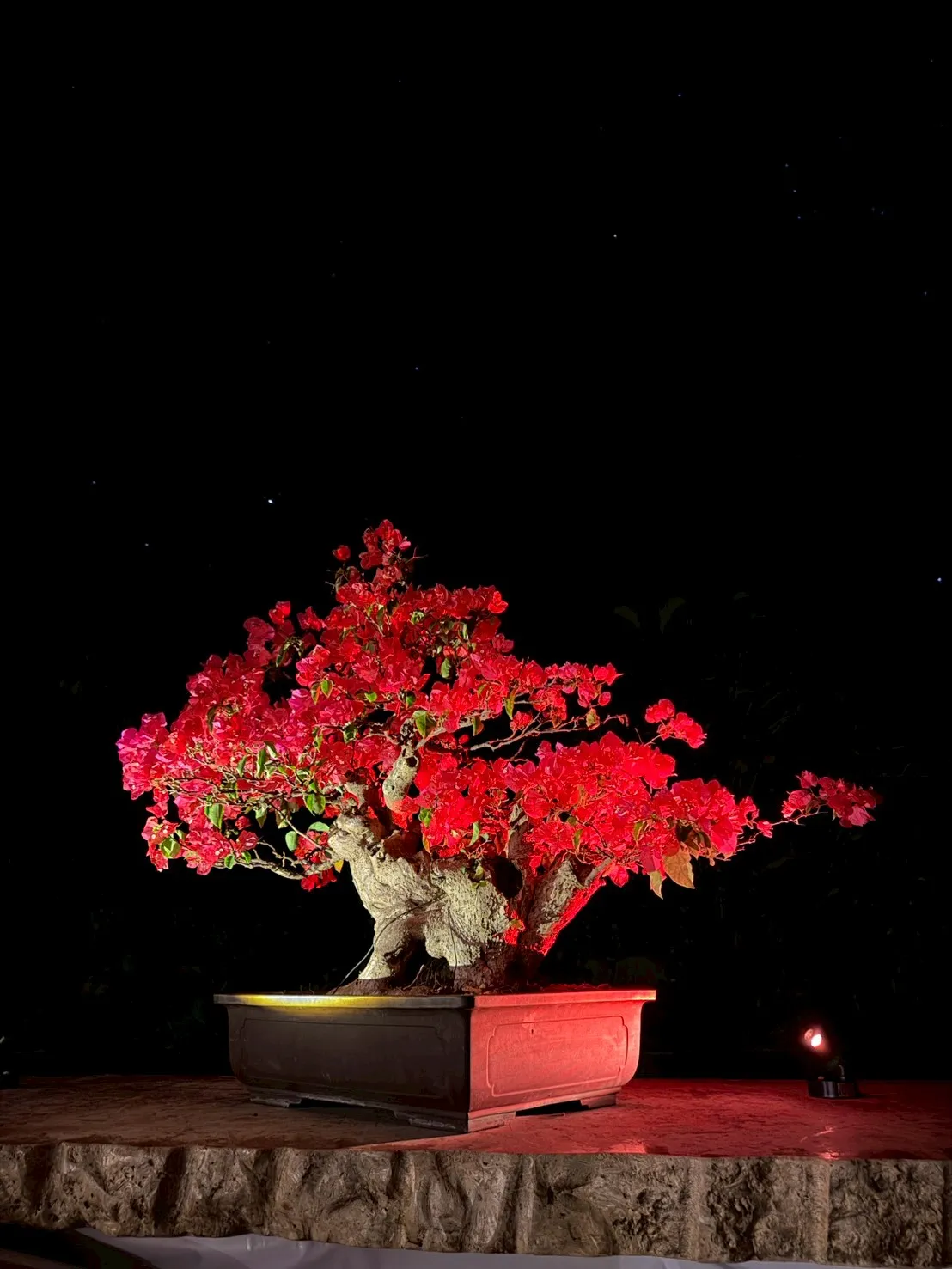 琉球盆栽 ブーゲンビリア - 夜のライトアップで幻想的な美しさを放つ